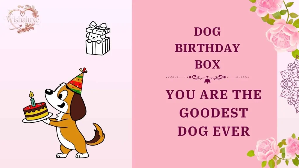 dog birthday box