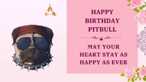 happy birthday pitbull